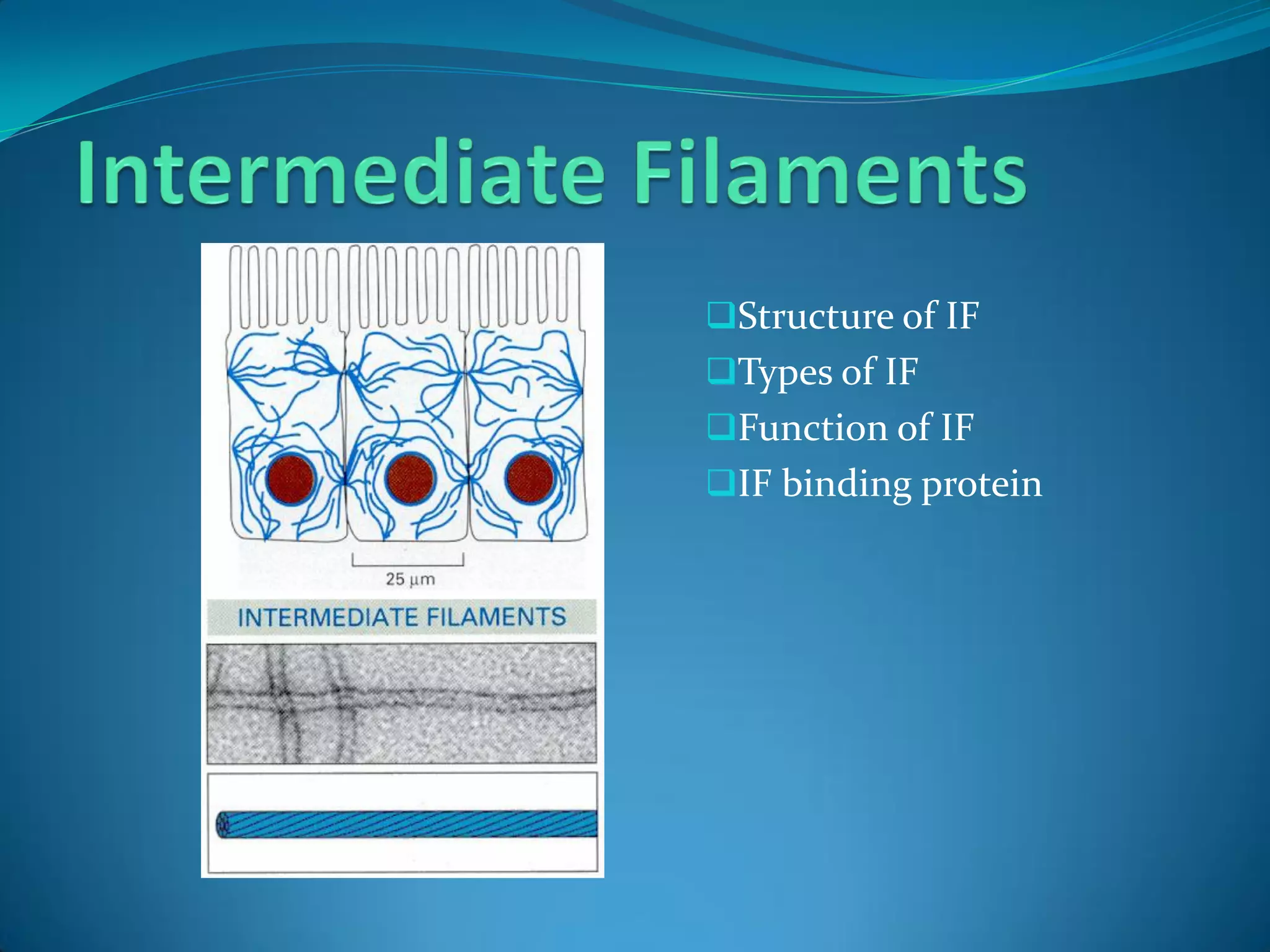 Structure of IF
Types of IF
Function of IF
IF binding protein
 
