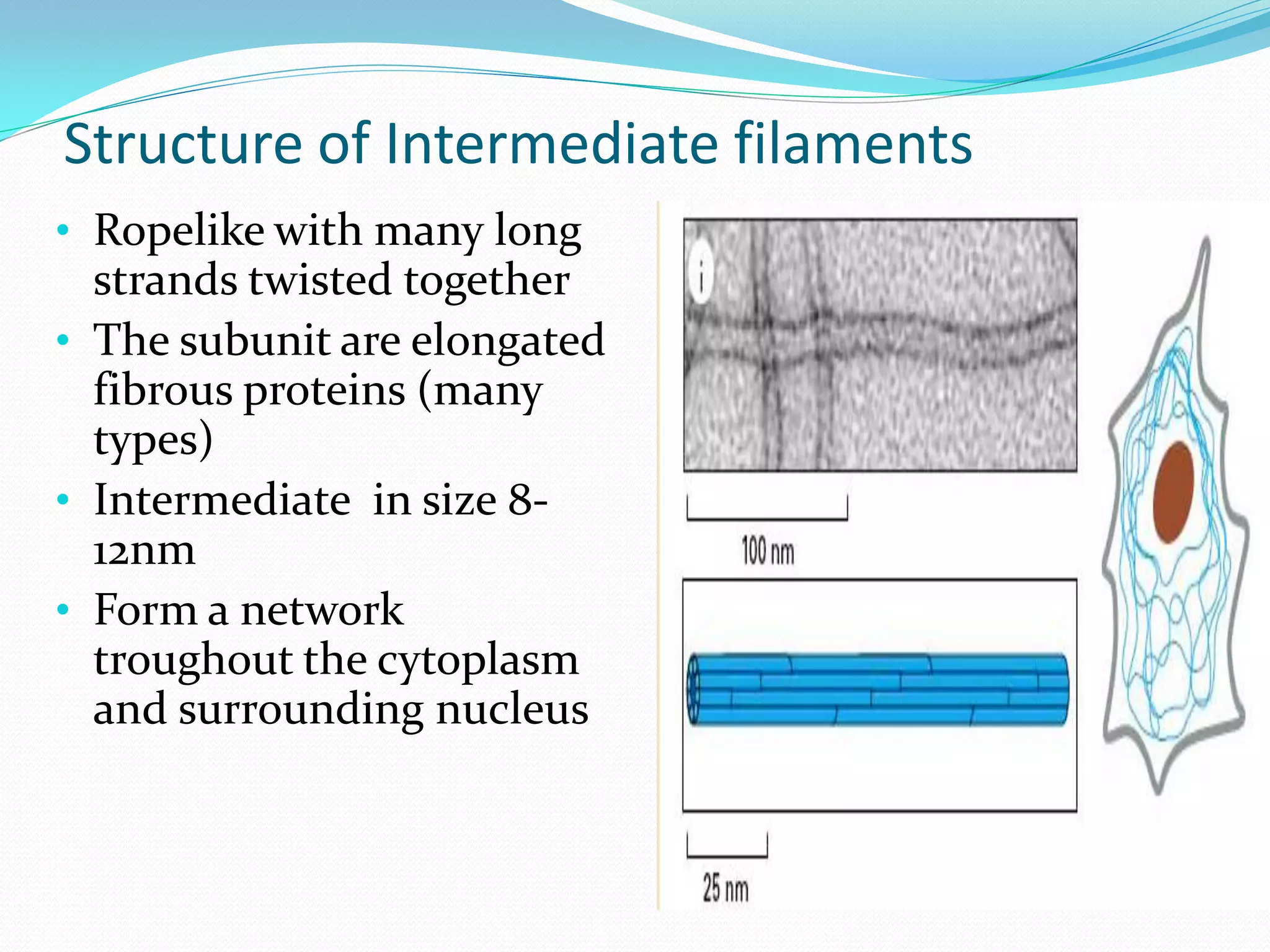 Structure of Intermediate filaments
• Ropelike with many long
  strands twisted together
• The subunit are elongated
  fibrous proteins (many
  types)
• Intermediate in size 8-
  12nm
• Form a network
  troughout the cytoplasm
  and surrounding nucleus
 