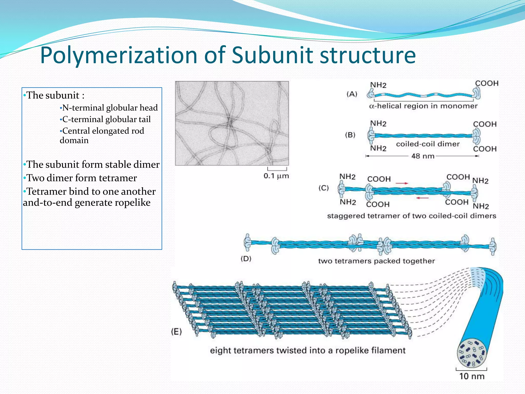 Polymerization of Subunit structure
•The subunit :
        •N-terminal globular head
        •C-terminal globular tail
        •Central elongated rod
        domain

•The subunit form stable dimer
•Two dimer form tetramer
•Tetramer bind to one another
and-to-end generate ropelike
 