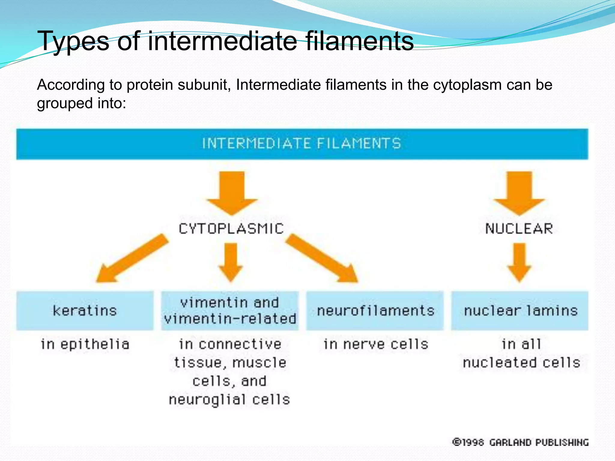 Types of intermediate filaments
According to protein subunit, Intermediate filaments in the cytoplasm can be
grouped into:
 