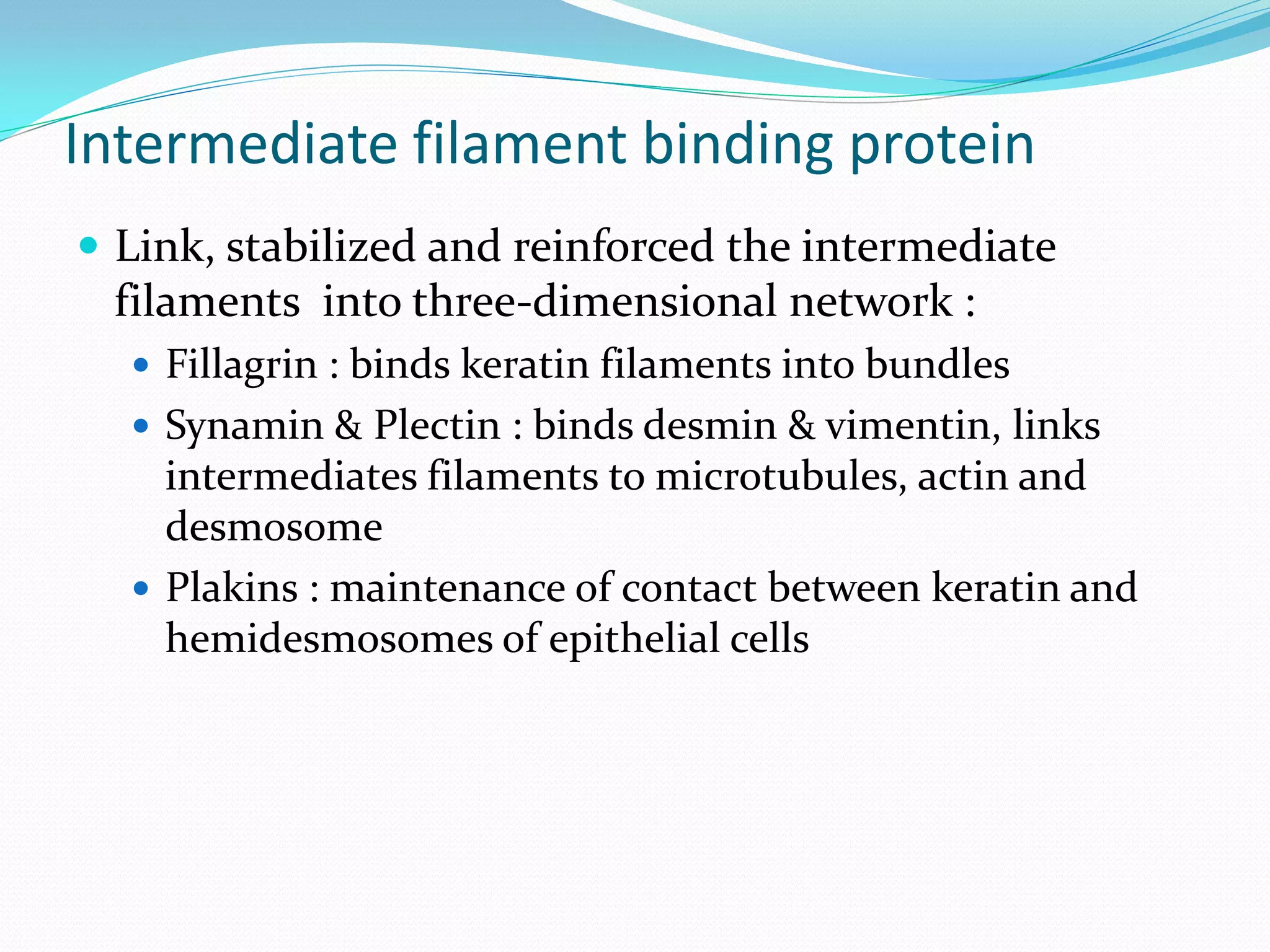 Intermediate filament binding protein
 Link, stabilized and reinforced the intermediate
 filaments into three-dimensional network :
   Fillagrin : binds keratin filaments into bundles
   Synamin & Plectin : binds desmin & vimentin, links
    intermediates filaments to microtubules, actin and
    desmosome
   Plakins : maintenance of contact between keratin and
    hemidesmosomes of epithelial cells
 