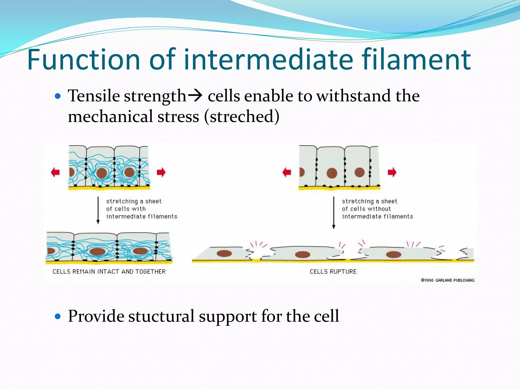 Function of intermediate filament
   Tensile strength cells enable to withstand the
   mechanical stress (streched)




   Provide stuctural support for the cell
 