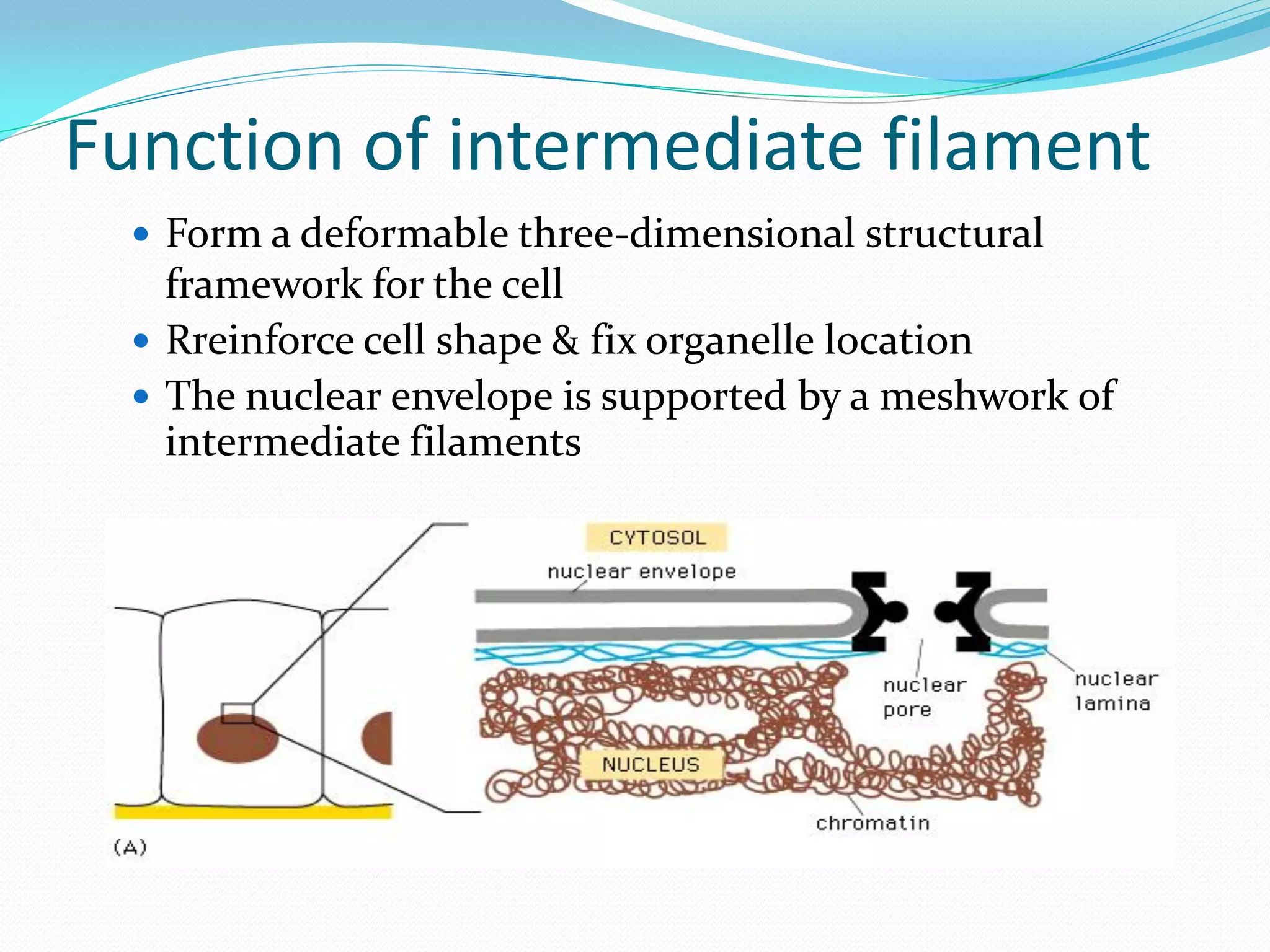 Function of intermediate filament
   Form a deformable three-dimensional structural
    framework for the cell
   Rreinforce cell shape & fix organelle location
   The nuclear envelope is supported by a meshwork of
    intermediate filaments
 
