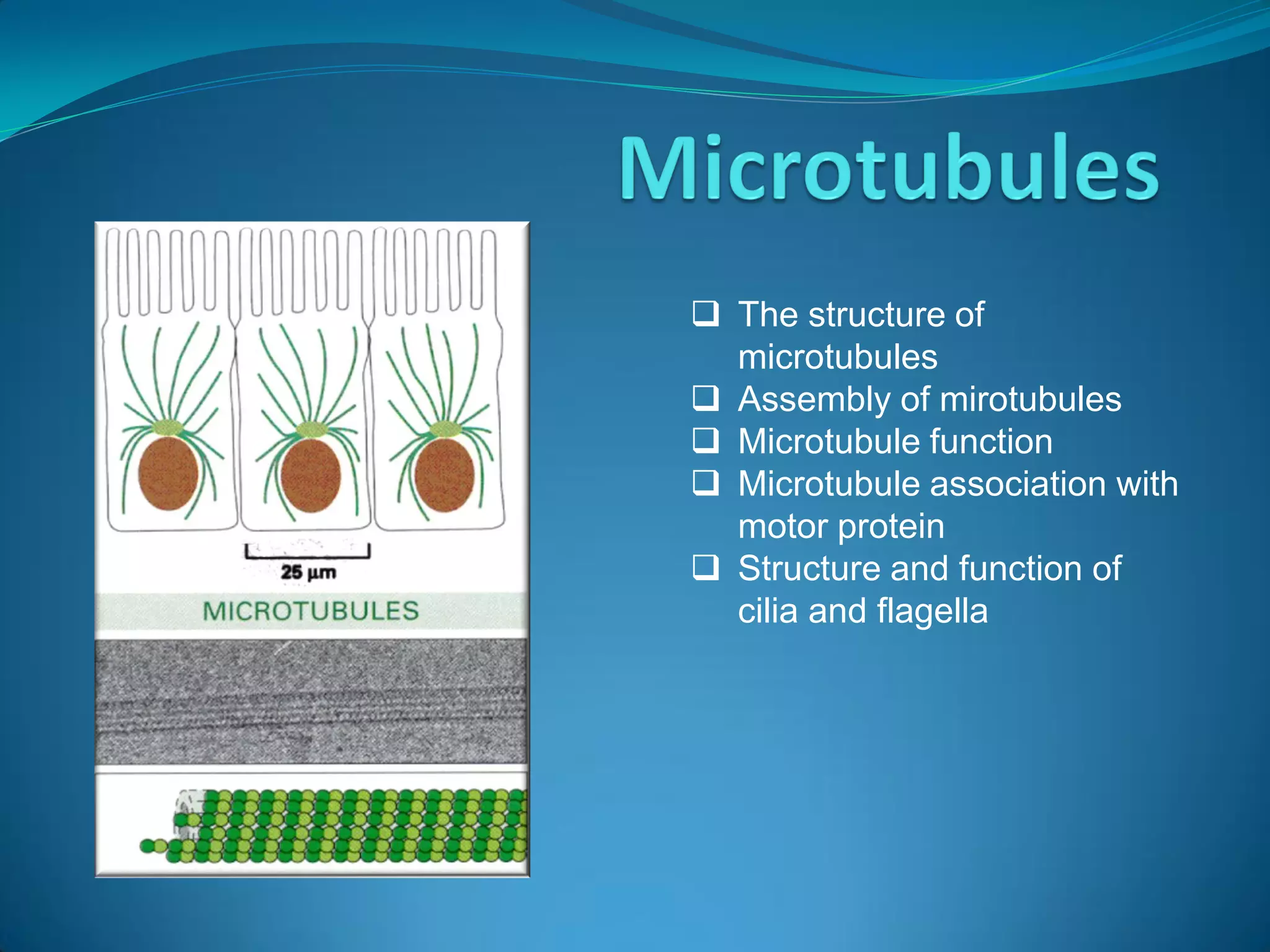  The structure of
  microtubules
 Assembly of mirotubules
 Microtubule function
 Microtubule association with
  motor protein
 Structure and function of
  cilia and flagella
 