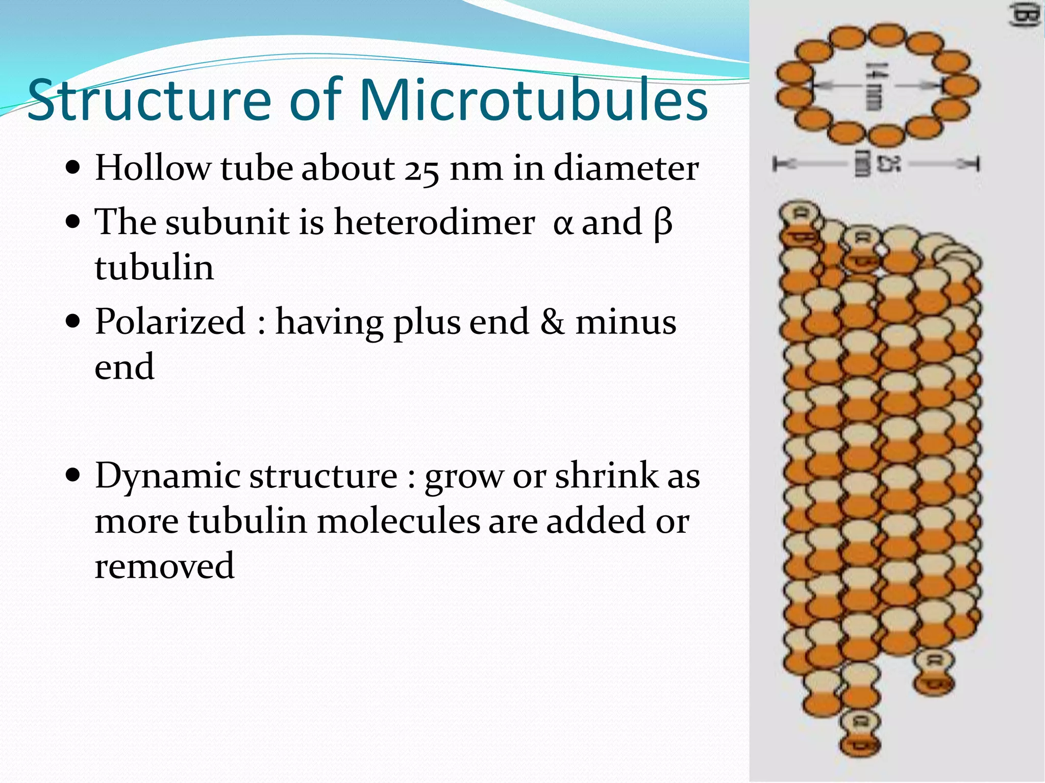 Structure of Microtubules
  Hollow tube about 25 nm in diameter
  The subunit is heterodimer α and β
   tubulin
  Polarized : having plus end & minus
   end

  Dynamic structure : grow or shrink as
  more tubulin molecules are added or
  removed
 