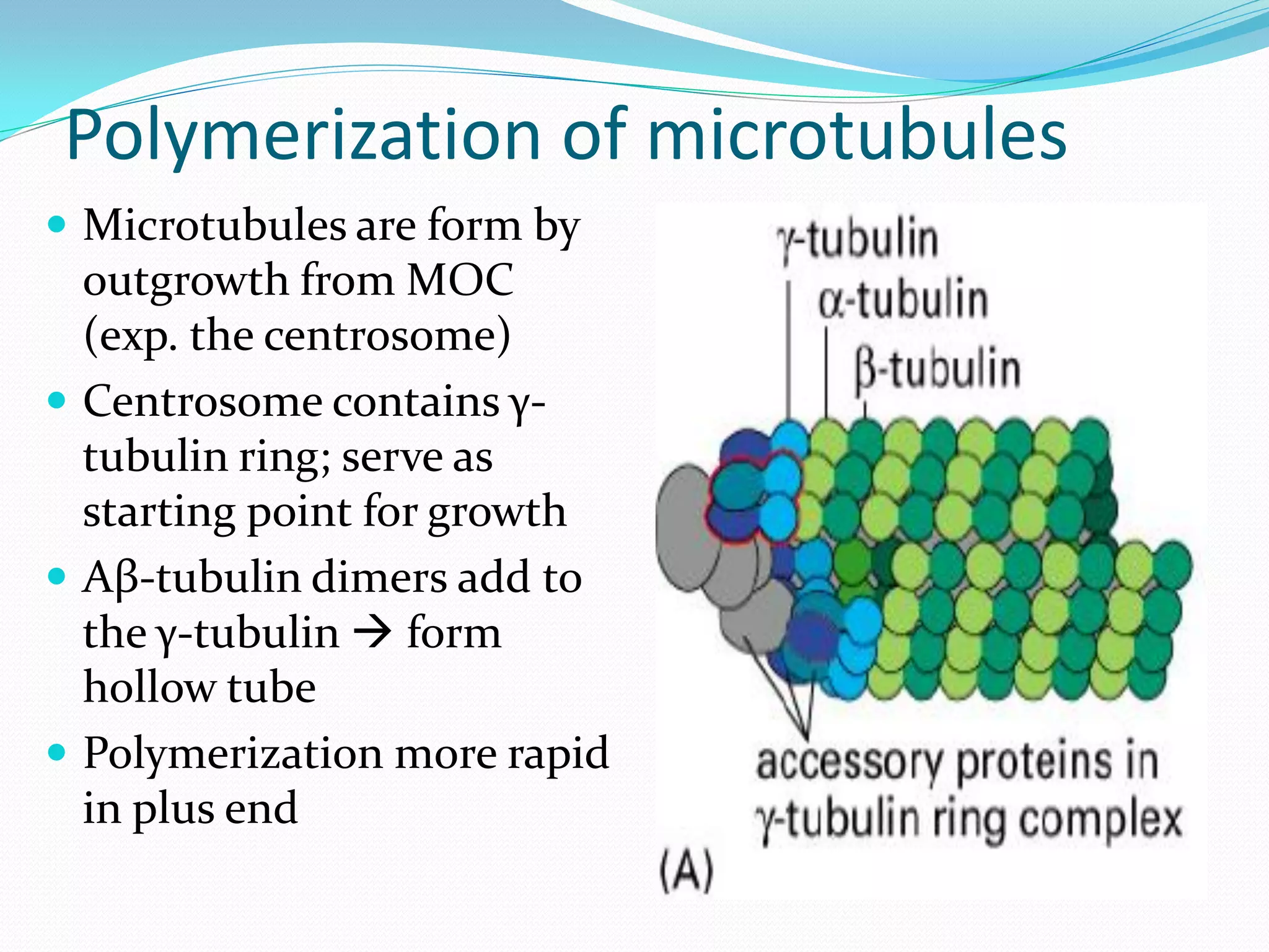 Polymerization of microtubules
 Microtubules are form by
  outgrowth from MOC
  (exp. the centrosome)
 Centrosome contains γ-
  tubulin ring; serve as
  starting point for growth
 Αβ-tubulin dimers add to
  the γ-tubulin  form
  hollow tube
 Polymerization more rapid
  in plus end
 