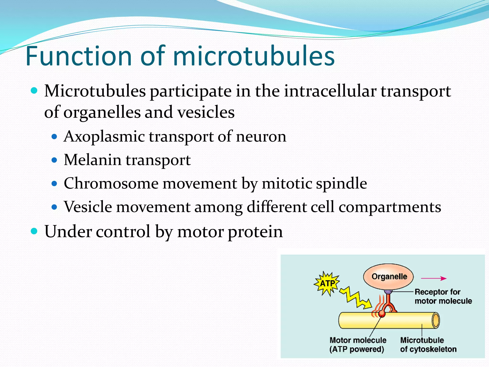 Function of microtubules
 Microtubules participate in the intracellular transport
 of organelles and vesicles
   Axoplasmic transport of neuron
   Melanin transport
   Chromosome movement by mitotic spindle
   Vesicle movement among different cell compartments
 Under control by motor protein
 