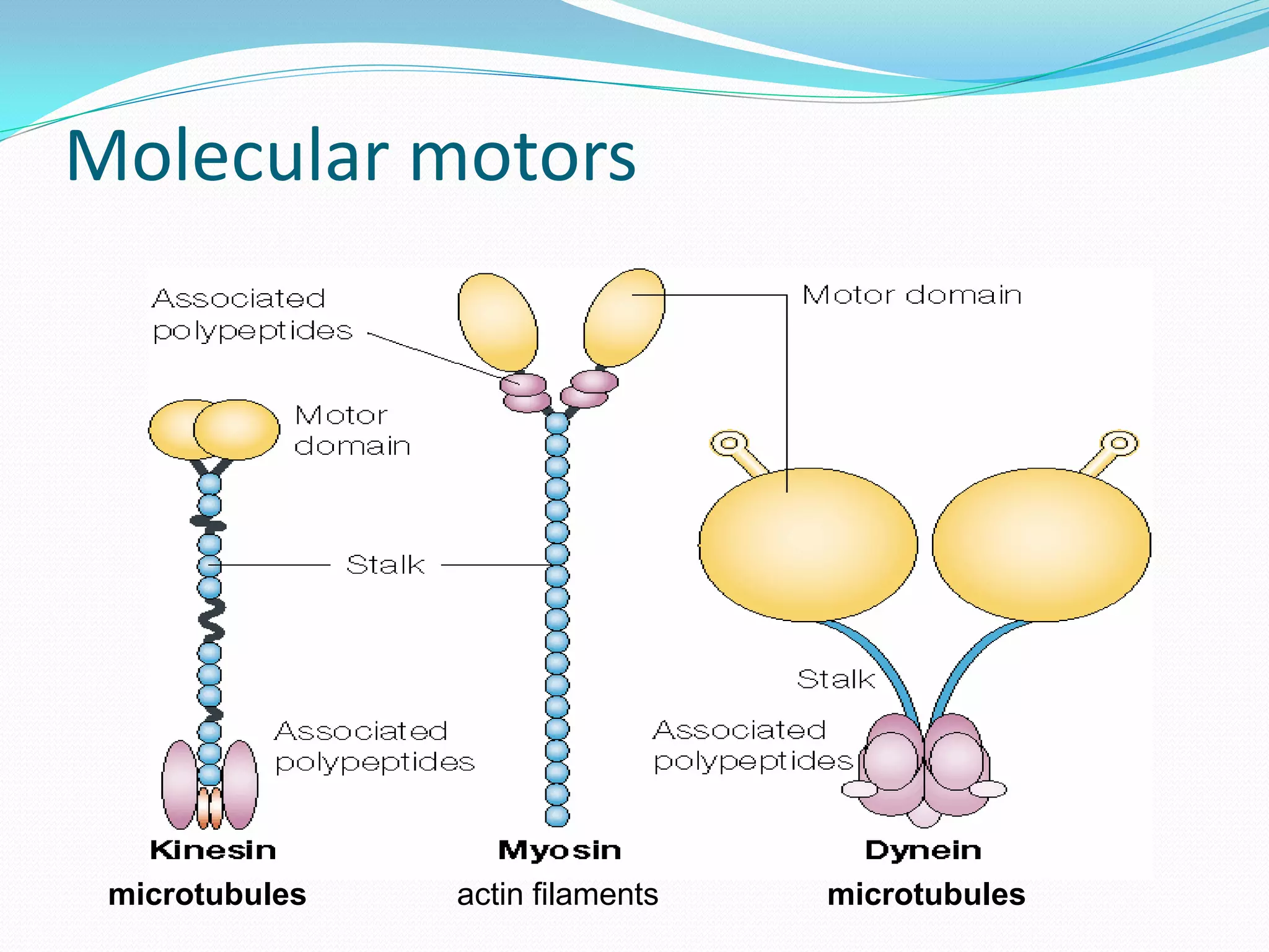 Molecular motors




 microtubules   actin filaments   microtubules
 