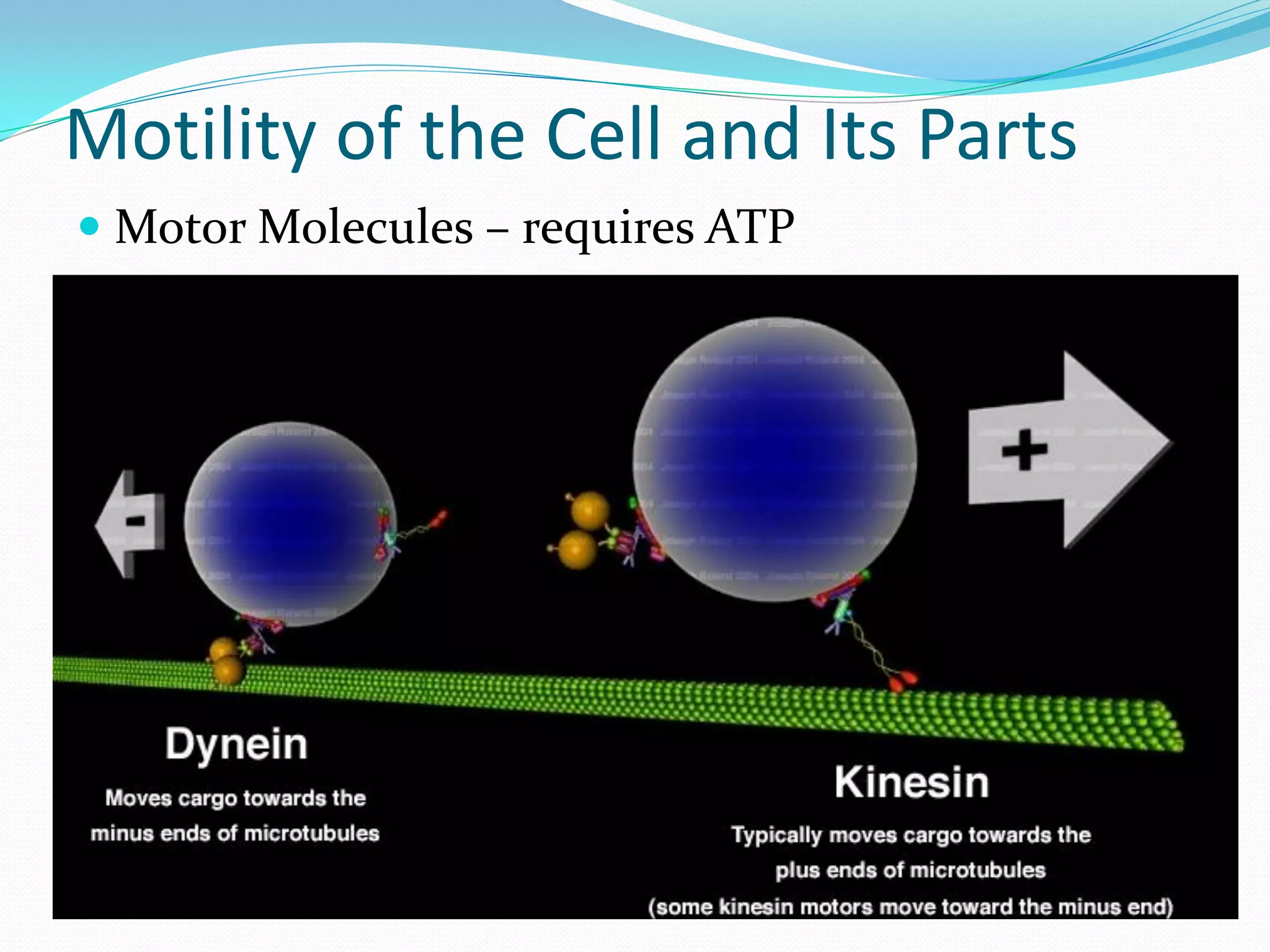 Motility of the Cell and Its Parts
 Motor Molecules – requires ATP
 
