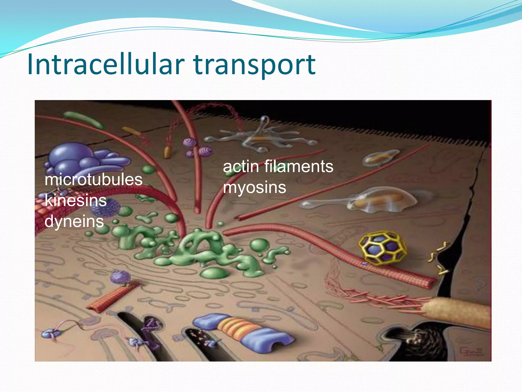 Intracellular transport

                actin filaments
 microtubules   myosins
 kinesins
 dyneins
 