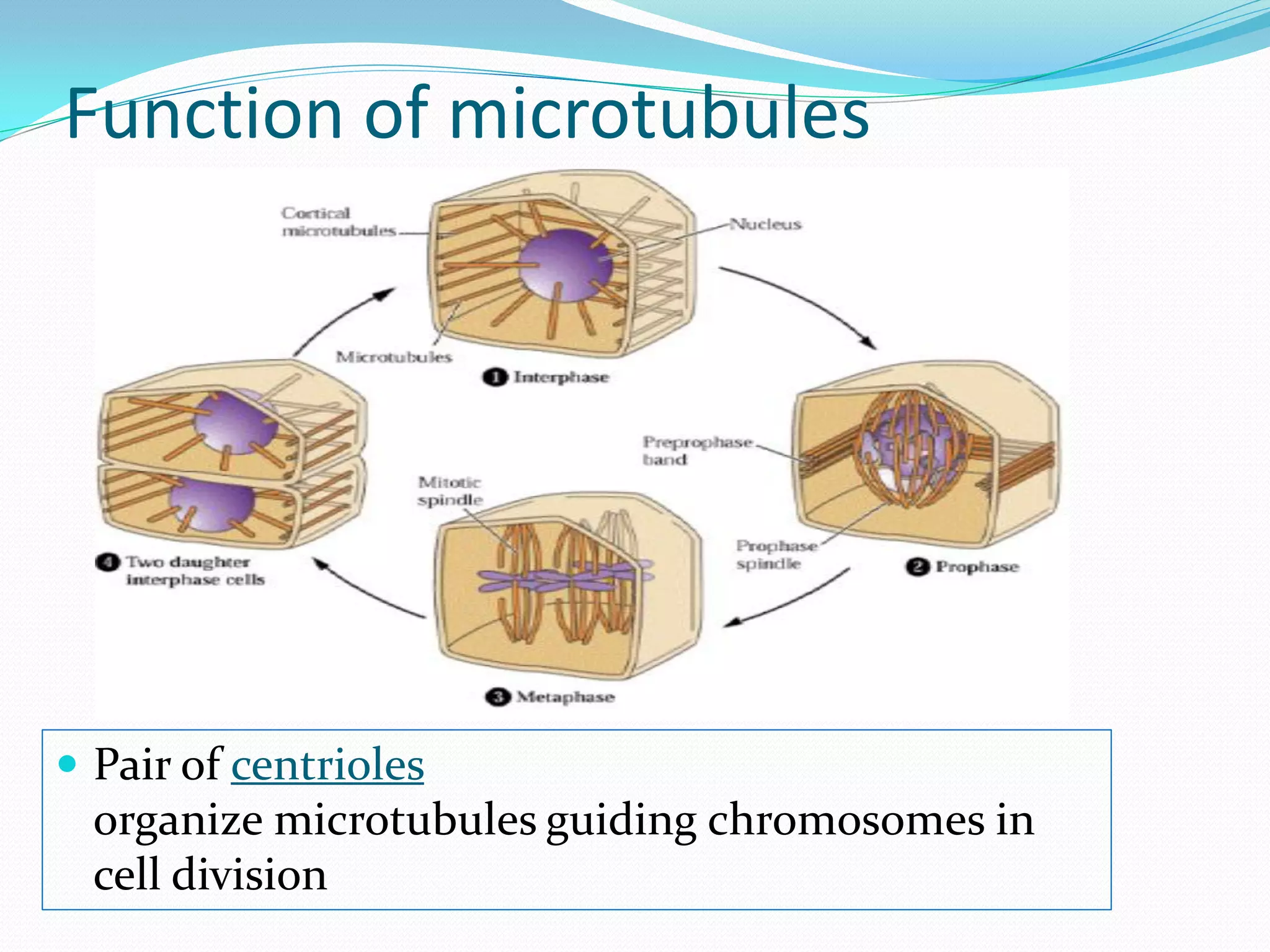 Function of microtubules




 Pair of centrioles
  organize microtubules guiding chromosomes in
  cell division
 