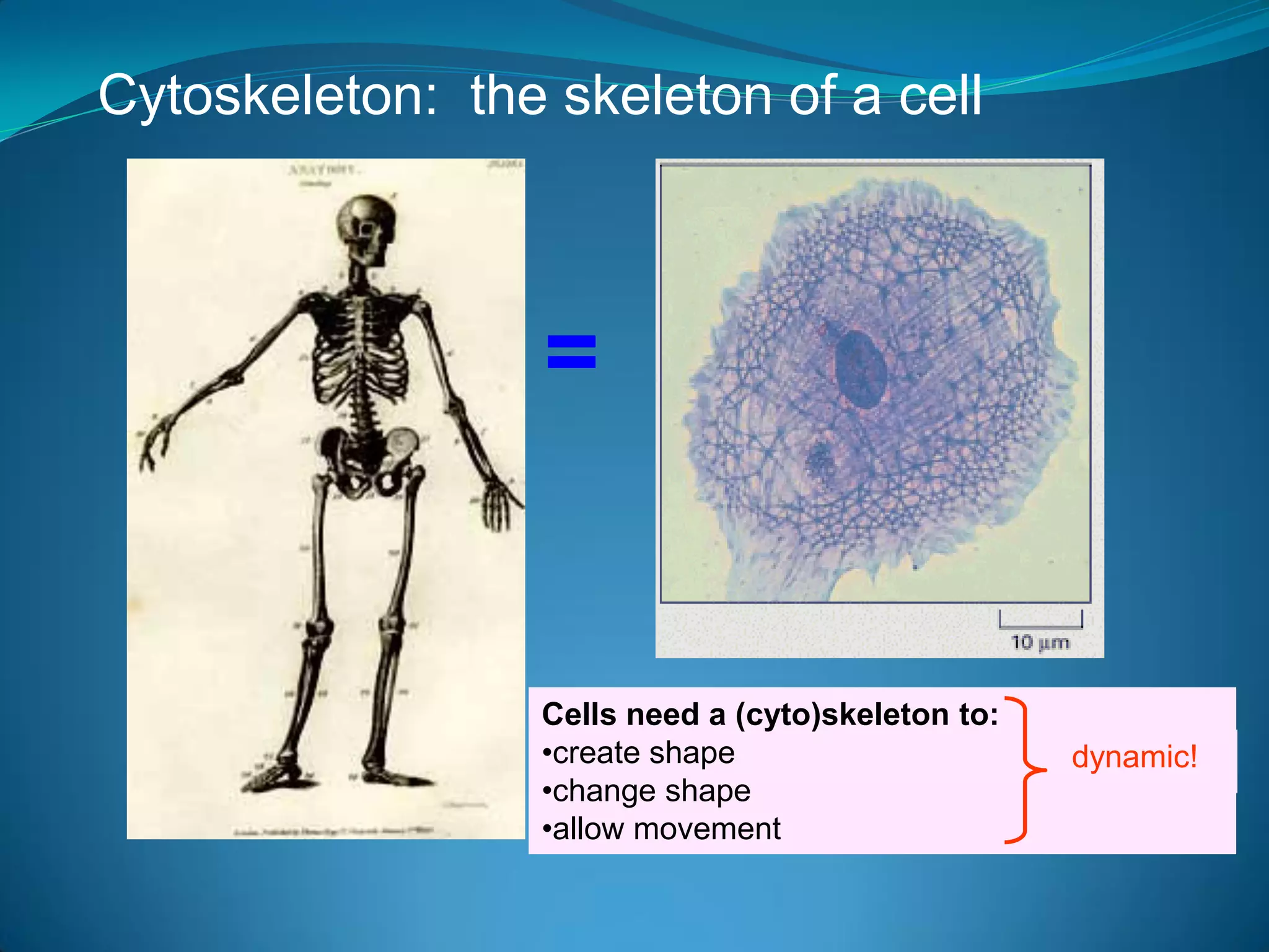 Cytoskeleton: the skeleton of a cell



                  =


                  Cells need a (cyto)skeleton to:
                  •create shape                     dynamic!
                  •change shape
                  •allow movement
 