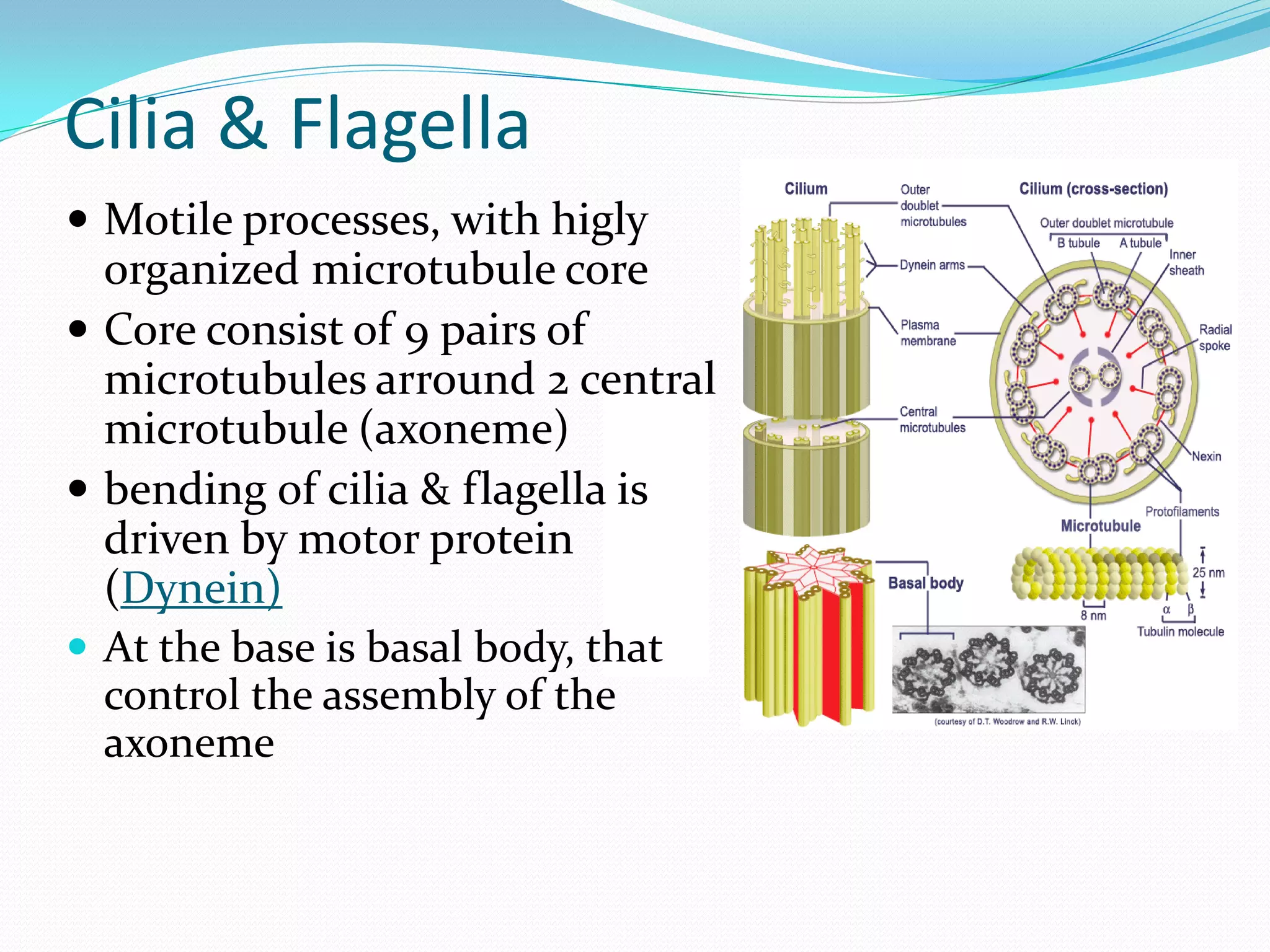Cilia & Flagella
 Motile processes, with higly
  organized microtubule core
 Core consist of 9 pairs of
  microtubules arround 2 central
  microtubule (axoneme)
 bending of cilia & flagella is
  driven by motor protein
  (Dynein)
 At the base is basal body, that
  control the assembly of the
  axoneme
 