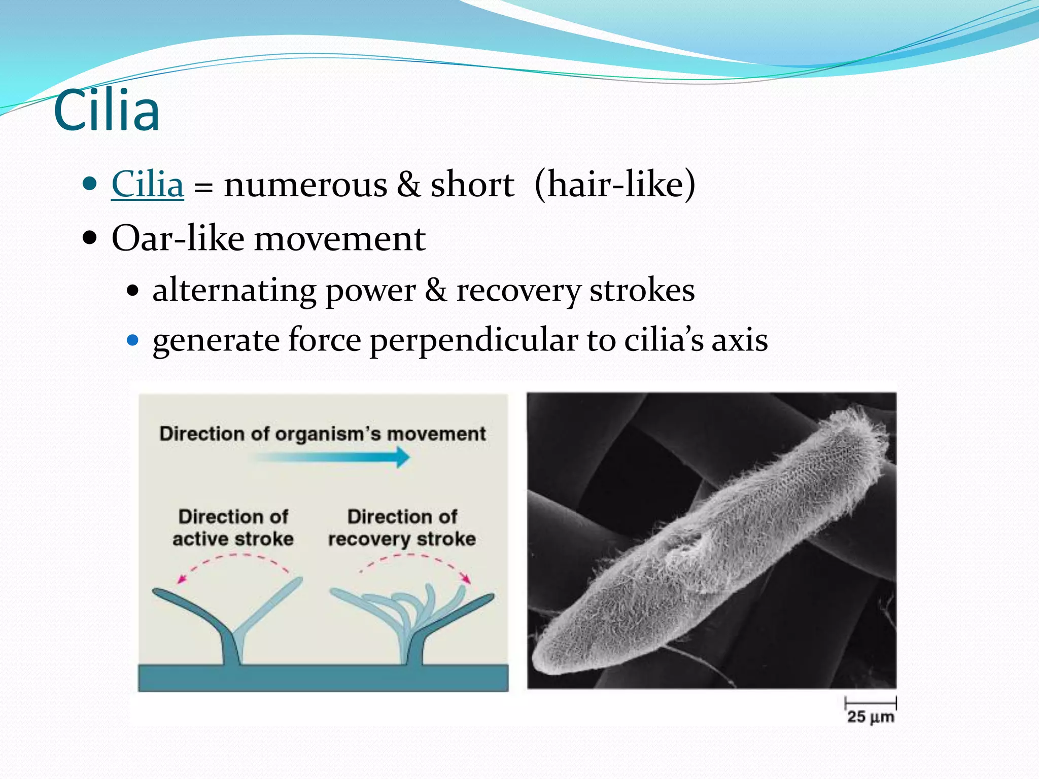 Cilia
  Cilia = numerous & short (hair-like)
  Oar-like movement
    alternating power & recovery strokes
    generate force perpendicular to cilia’s axis
 