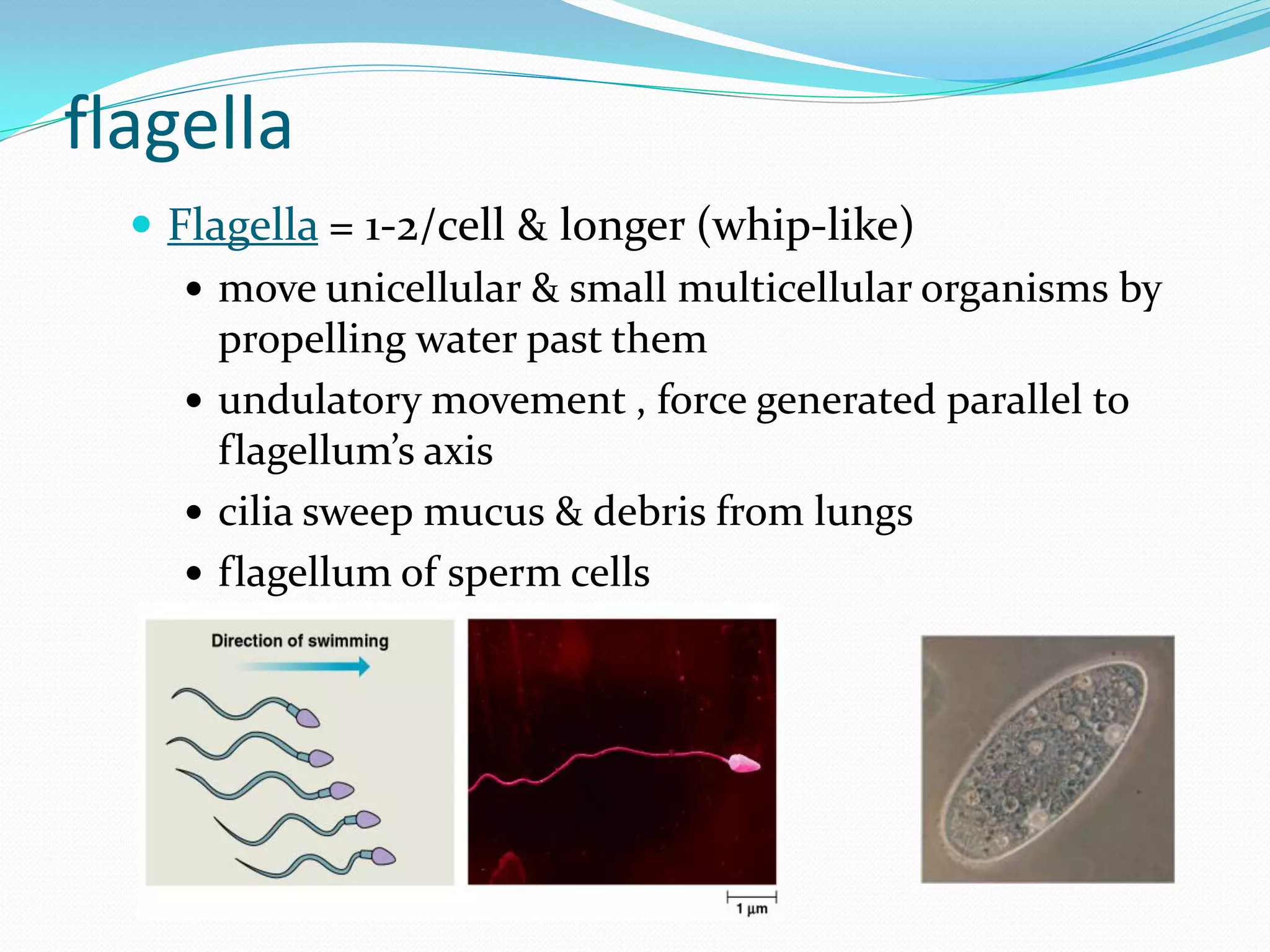 flagella
   Flagella = 1-2/cell & longer (whip-like)
      move unicellular & small multicellular organisms by
       propelling water past them
      undulatory movement , force generated parallel to
       flagellum’s axis
      cilia sweep mucus & debris from lungs
      flagellum of sperm cells
 