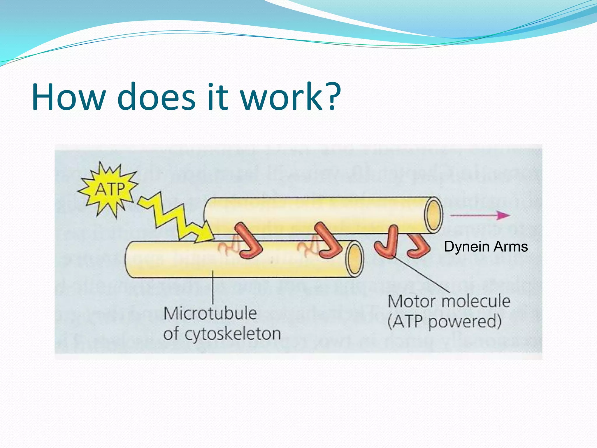 How does it work?


                    Dynein Arms
 