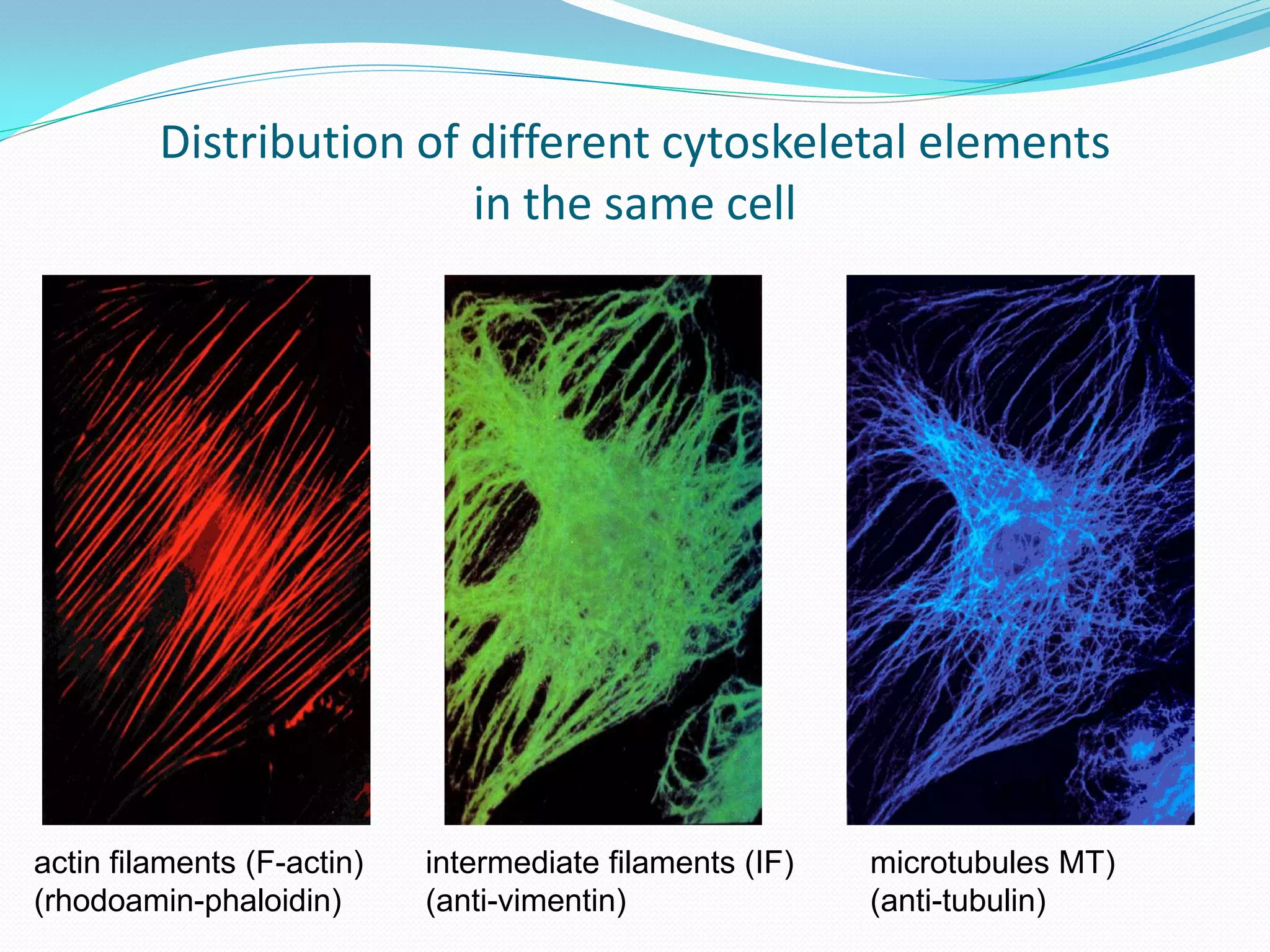 Distribution of different cytoskeletal elements
                         in the same cell




actin filaments (F-actin)   intermediate filaments (IF)   microtubules MT)
(rhodoamin-phaloidin)       (anti-vimentin)               (anti-tubulin)
 