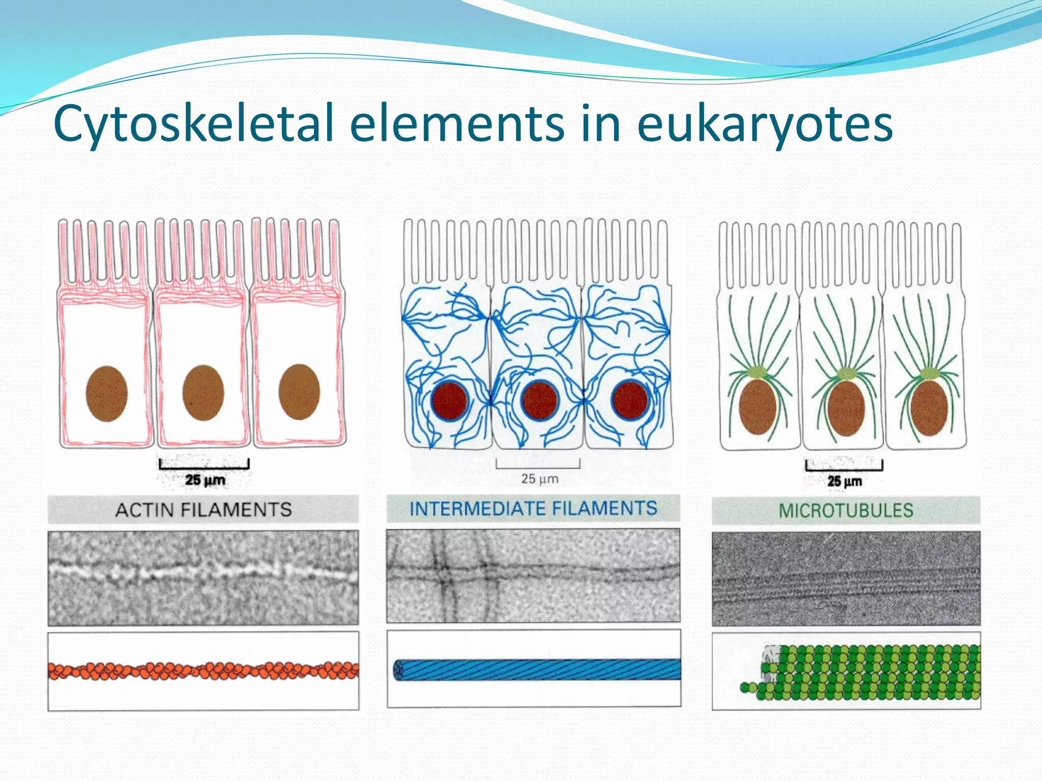 Cytoskeletal elements in eukaryotes
 