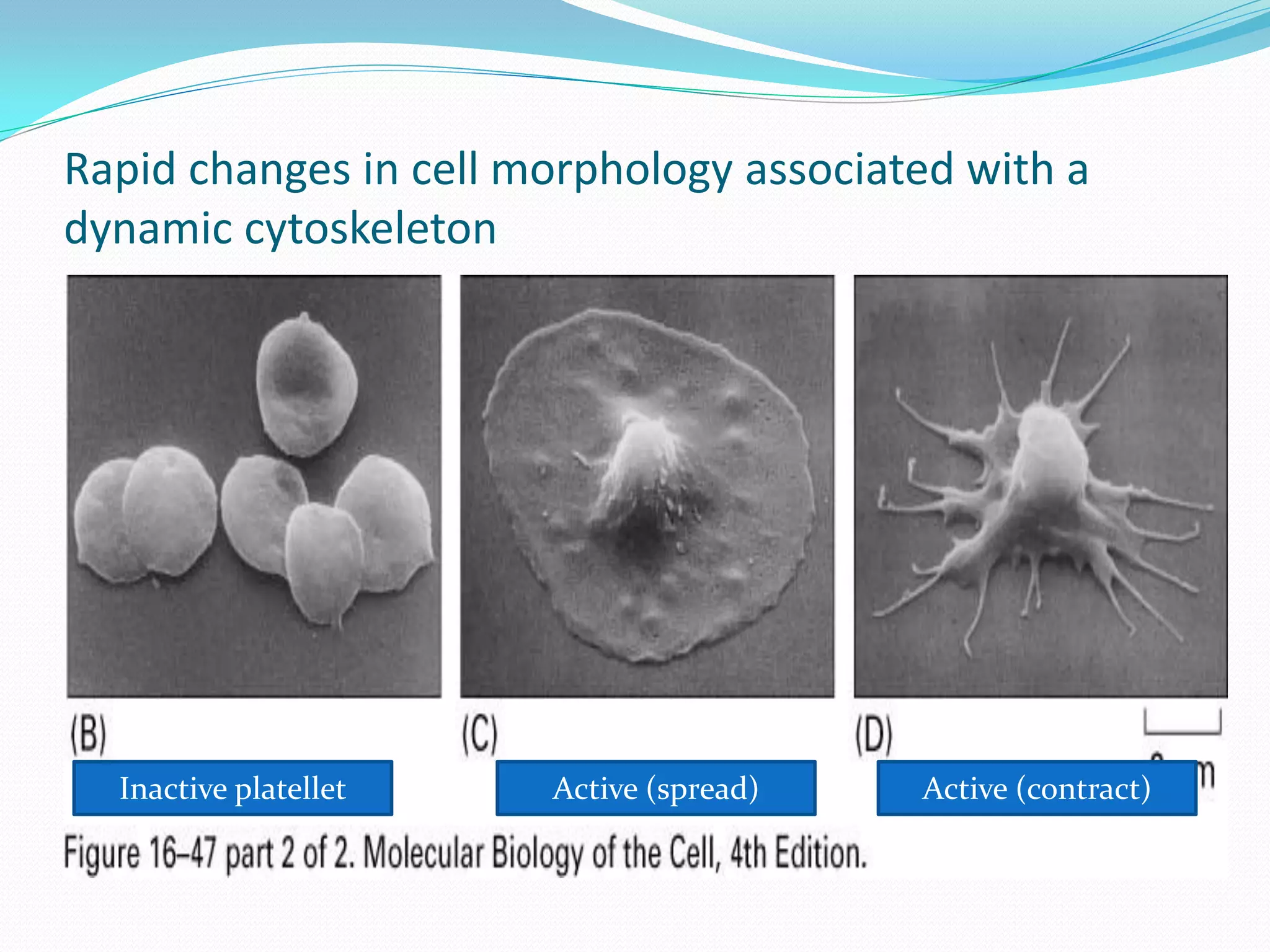 Rapid changes in cell morphology associated with a
dynamic cytoskeleton




  Inactive platellet   Active (spread)   Active (contract)
 
