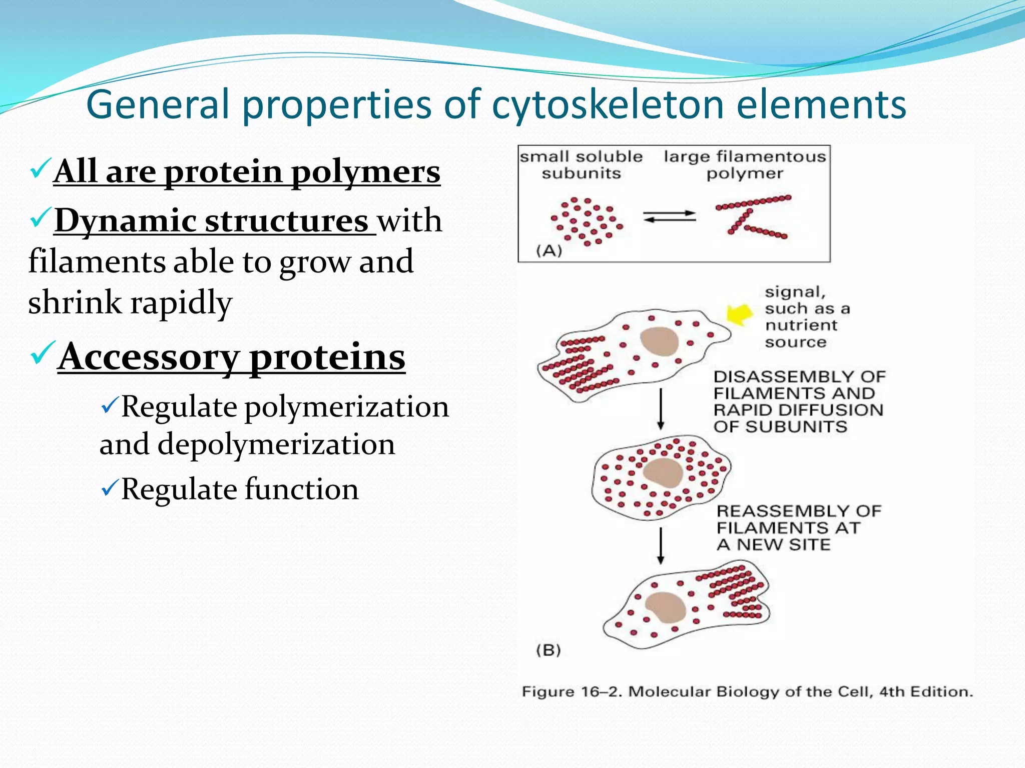 General properties of cytoskeleton elements
All are protein polymers
Dynamic structures with
filaments able to grow and
shrink rapidly
Accessory proteins
    Regulate polymerization
    and depolymerization
    Regulate function
 