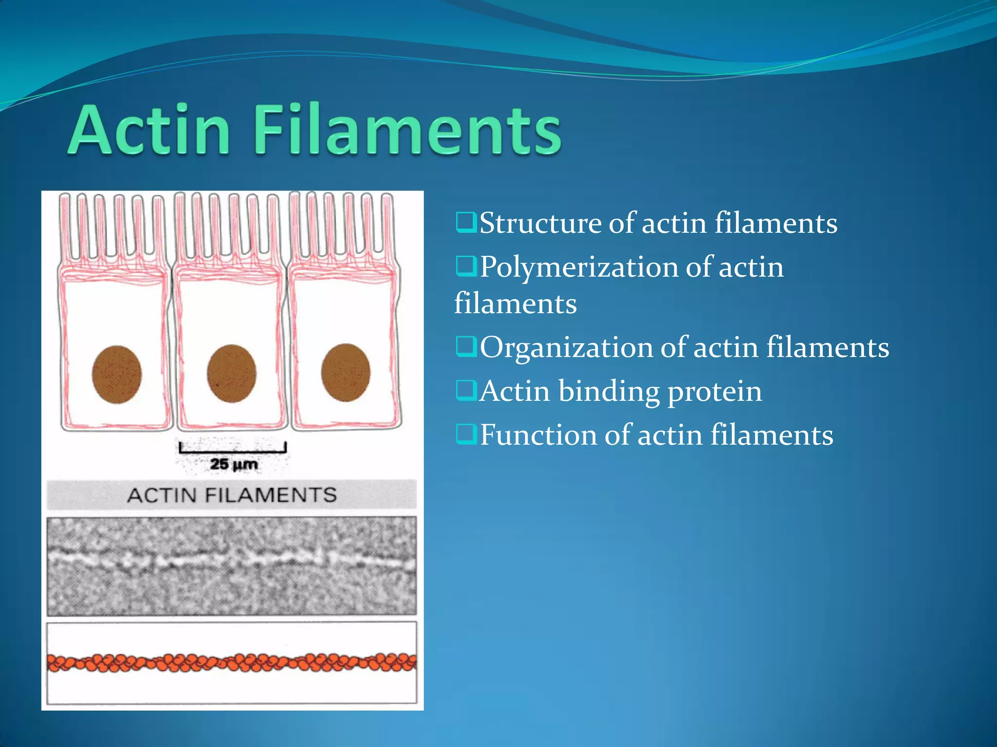 Structure of actin filaments
Polymerization of actin
filaments
Organization of actin filaments
Actin binding protein
Function of actin filaments
 