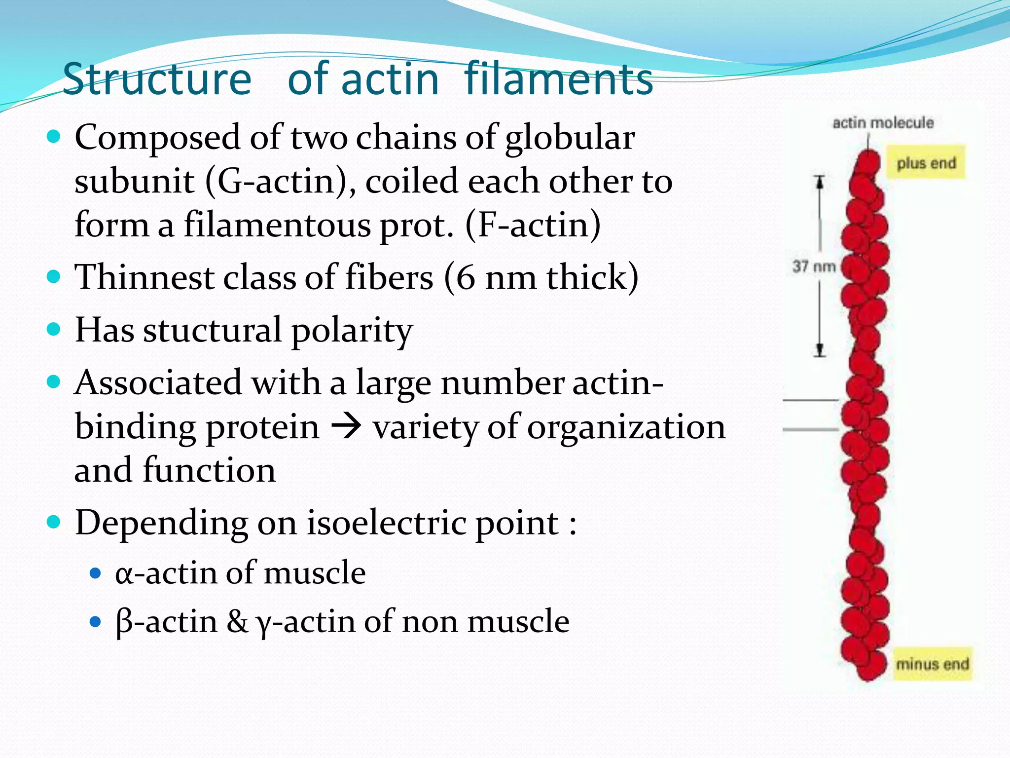 Structure of actin filaments
 Composed of two chains of globular
    subunit (G-actin), coiled each other to
    form a filamentous prot. (F-actin)
   Thinnest class of fibers (6 nm thick)
   Has stuctural polarity
   Associated with a large number actin-
    binding protein  variety of organization
    and function
   Depending on isoelectric point :
     α-actin of muscle
     β-actin & γ-actin of non muscle
 