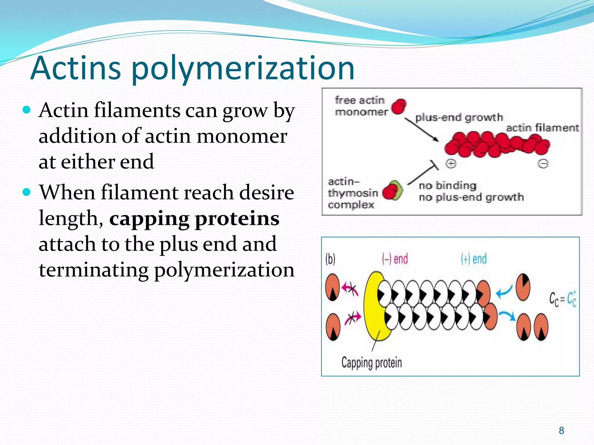 Actins polymerization
 Actin filaments can grow by
  addition of actin monomer
  at either end
 When filament reach desire
  length, capping proteins
  attach to the plus end and
  terminating polymerization




                                8
 