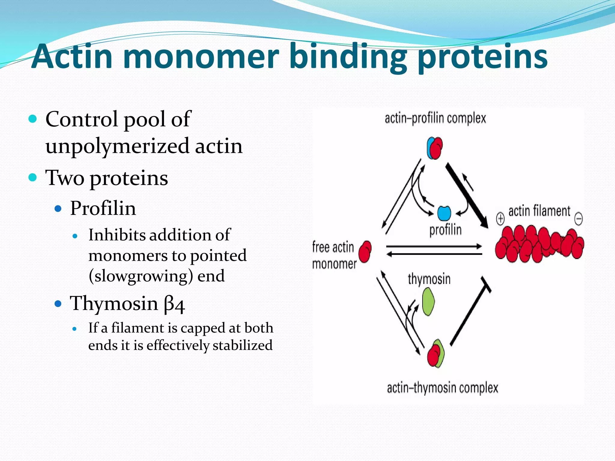 Actin monomer binding proteins
 Control pool of
  unpolymerized actin
 Two proteins
   Profilin
     Inhibits addition of
      monomers to pointed
      (slowgrowing) end
   Thymosin β4
       If a filament is capped at both
        ends it is effectively stabilized
 