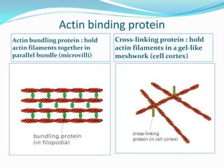 Actin binding protein
Actin bundling protein : hold   Cross-linking protein : hold
actin filaments together in     actin filaments in a gel-like
parallel bundle (microvilli)    meshwork (cell cortex)
 