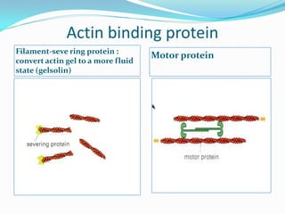 Actin binding protein
Filament-seve ring protein :
                                    Motor protein
convert actin gel to a more fluid
state (gelsolin)
 