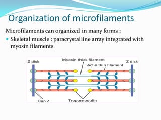 Organization of microfilaments
Microfilaments can organized in many forms :
 Skeletal muscle : paracrystalline array integrated with
  myosin filaments
 