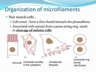 Organization of microfilaments
 Non muscle cells :
   Cell cortex : form a thin sheath beneath the plasmallema
   Associated with myosin form a purse string ring result
    in cleavage of mitotic cells




                                                    contractile ring
    microvilli contractile bundles   lamellipodia   during
               in the cytoplasm      filopodia      cell division
 