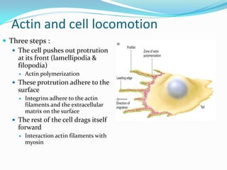 Actin and cell locomotion
 Three steps :
    The cell pushes out protrution
     at its front (lamellipodia &
     filopodia)
        Actin polymerization
    These protrution adhere to the
     surface
        Integrins adhere to the actin
         filaments and the extracellular
         matrix on the surface
    The rest of the cell drags itself
     forward
        Interaction actin filaments with
         myosin
 
