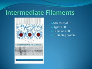 Structure of IF
Types of IF
Function of IF
IF binding protein
 