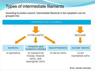Types of intermediate filaments
According to protein subunit, Intermediate filaments in the cytoplasm can be
grouped into:
 
