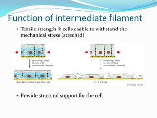 Function of intermediate filament
   Tensile strength cells enable to withstand the
   mechanical stress (streched)




   Provide stuctural support for the cell
 