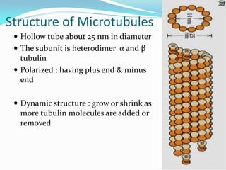 Structure of Microtubules
  Hollow tube about 25 nm in diameter
  The subunit is heterodimer α and β
   tubulin
  Polarized : having plus end & minus
   end

  Dynamic structure : grow or shrink as
  more tubulin molecules are added or
  removed
 