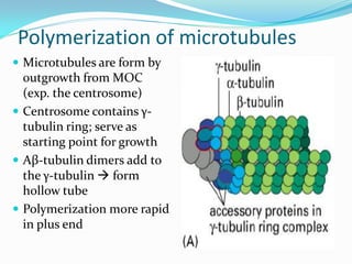 Polymerization of microtubules
 Microtubules are form by
  outgrowth from MOC
  (exp. the centrosome)
 Centrosome contains γ-
  tubulin ring; serve as
  starting point for growth
 Αβ-tubulin dimers add to
  the γ-tubulin  form
  hollow tube
 Polymerization more rapid
  in plus end
 