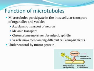 Function of microtubules
 Microtubules participate in the intracellular transport
 of organelles and vesicles
   Axoplasmic transport of neuron
   Melanin transport
   Chromosome movement by mitotic spindle
   Vesicle movement among different cell compartments
 Under control by motor protein
 