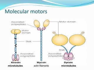 Molecular motors




 microtubules   actin filaments   microtubules
 