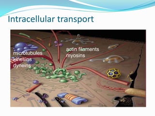 Intracellular transport

                actin filaments
 microtubules   myosins
 kinesins
 dyneins
 