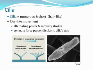 Cilia
  Cilia = numerous & short (hair-like)
  Oar-like movement
    alternating power & recovery strokes
    generate force perpendicular to cilia’s axis
 