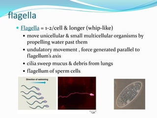 flagella
   Flagella = 1-2/cell & longer (whip-like)
      move unicellular & small multicellular organisms by
       propelling water past them
      undulatory movement , force generated parallel to
       flagellum’s axis
      cilia sweep mucus & debris from lungs
      flagellum of sperm cells
 