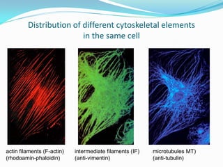 Distribution of different cytoskeletal elements
                         in the same cell




actin filaments (F-actin)   intermediate filaments (IF)   microtubules MT)
(rhodoamin-phaloidin)       (anti-vimentin)               (anti-tubulin)
 