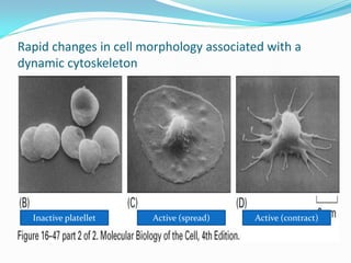 Rapid changes in cell morphology associated with a
dynamic cytoskeleton




  Inactive platellet   Active (spread)   Active (contract)
 