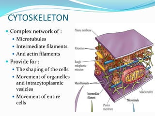 CYTOSKELETON
 Complex network of :
    Microtubules
    Intermediate filaments
    And actin filaments
 Provide for :
    The shaping of the cells
    Movement of organelles
     and intracytoplasmic
     vesicles
    Movement of entire
     cells
 