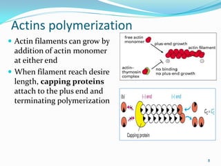 Actins polymerization
 Actin filaments can grow by
  addition of actin monomer
  at either end
 When filament reach desire
  length, capping proteins
  attach to the plus end and
  terminating polymerization




                                8
 