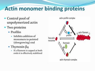 Actin monomer binding proteins
 Control pool of
  unpolymerized actin
 Two proteins
   Profilin
     Inhibits addition of
      monomers to pointed
      (slowgrowing) end
   Thymosin β4
       If a filament is capped at both
        ends it is effectively stabilized
 