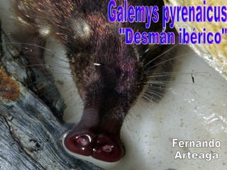 Galemys pyrenaicus &quot;Desmán ibérico&quot; Fernando Arteaga 