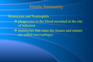 Innate Immunity Monocytes and Neutrophils    phagocytes in the blood recruited at the site    of infection    monocytes that enter the tissues and mature    are called  macrophages 